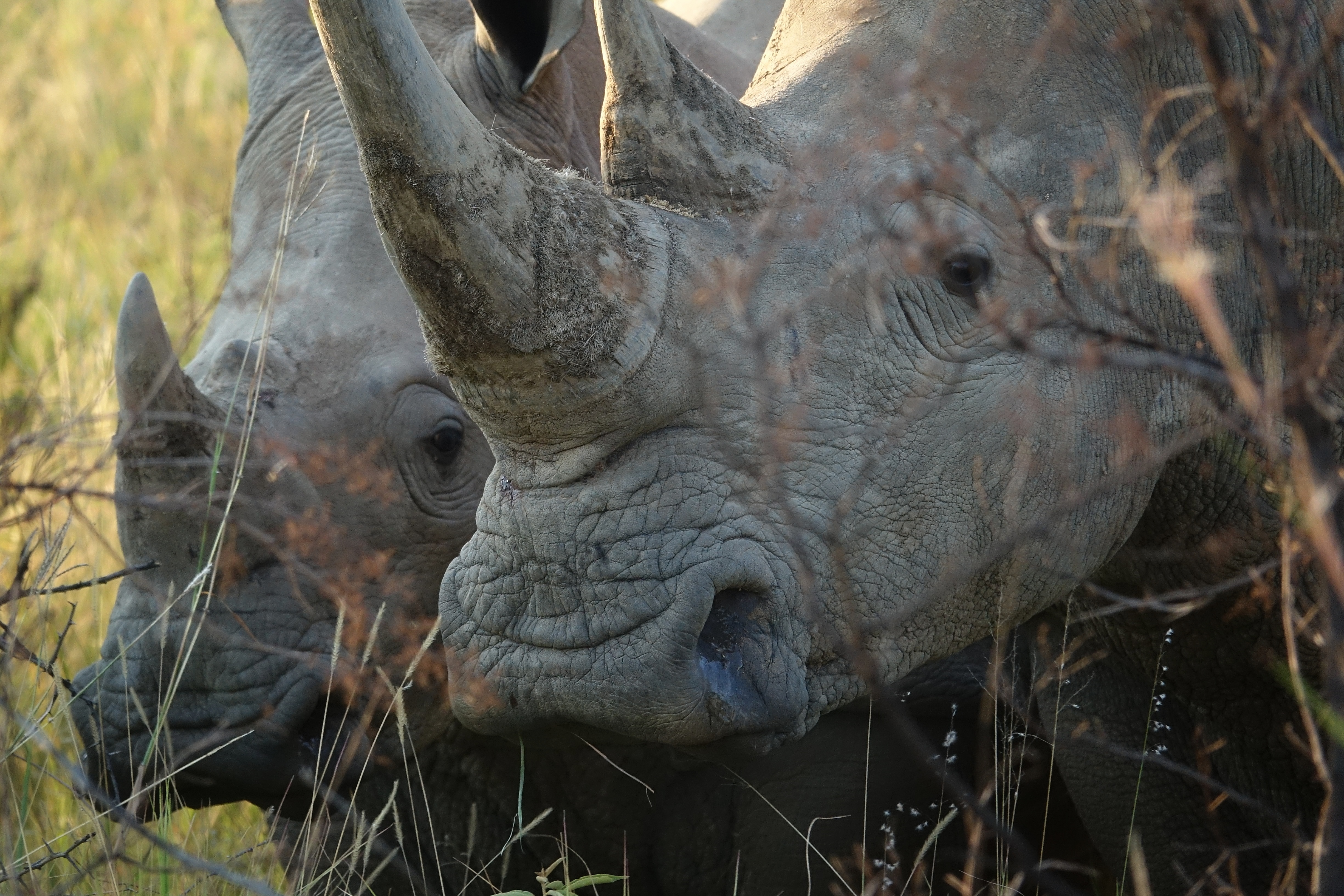 Rhinocéros